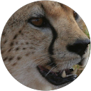 Lee Vee profile picture